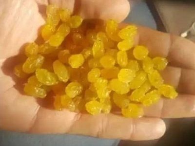 Direct export of golden raisins to Kuwait