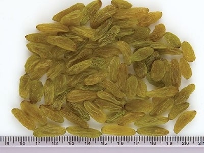 Production of Kashmar green raisins