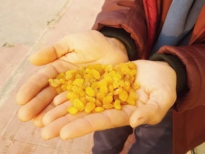 Direct sale of golden raisins in Qazvin