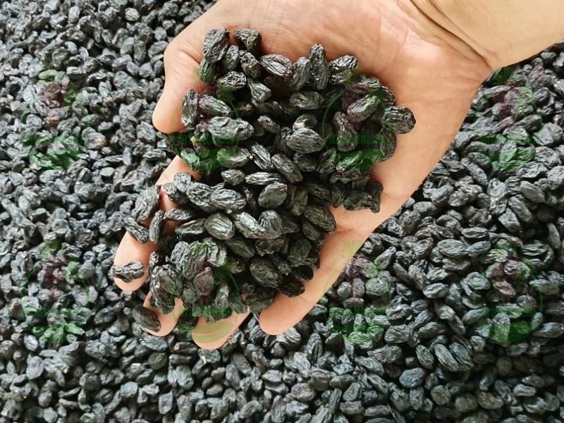 Distribution of black raisins